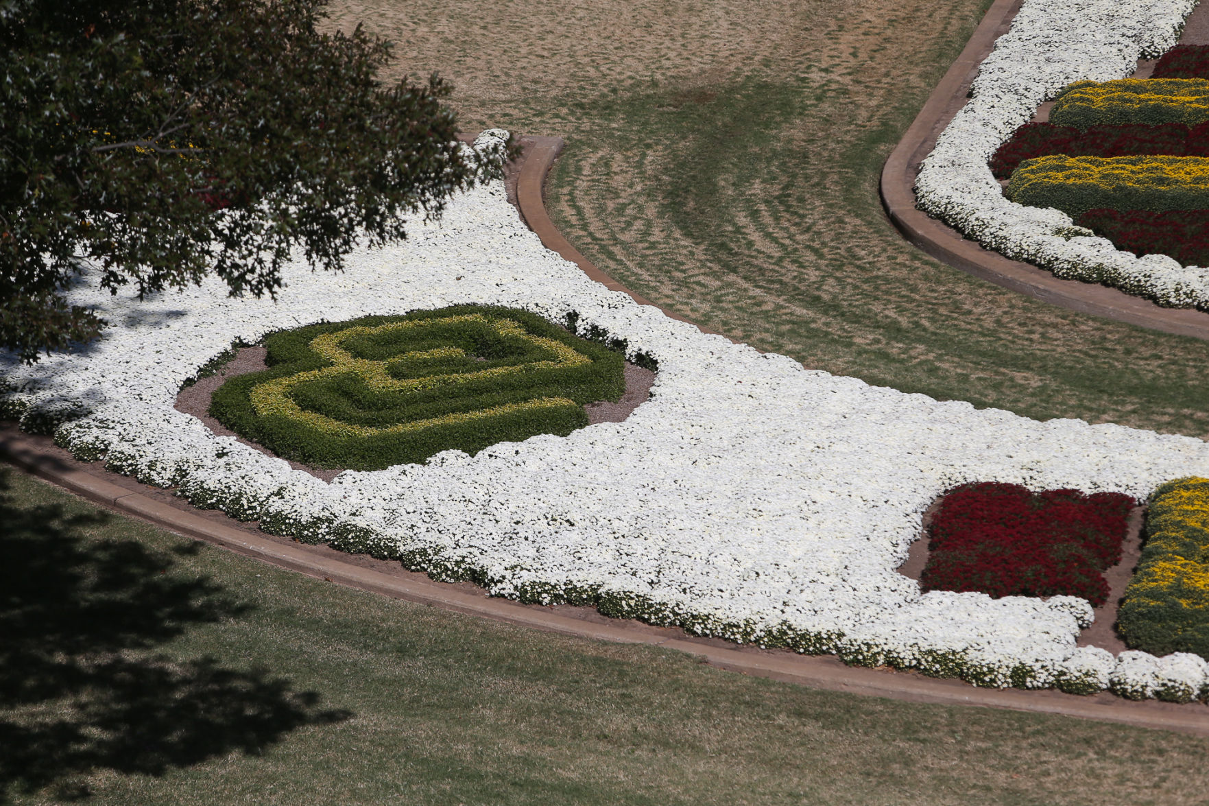 South Oval Mums